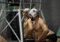 Olympic Roma – Vela Nuoto Ancona 7-9 (1-0, 2-4, 1-2, 3-3) Sabato 18 dicembre, giornata […]