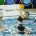 La SIS Roma espugna (11-8), nel Campionato di serie A1 di pallanuoto femminile, la piscina […]