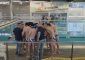 Dopo un girone d’andata perfetto, il Pescara Nuoto e Pallanuoto perde la sua prima partita [&hellip;]